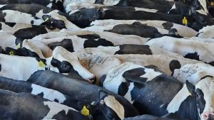 La leche aporta 20 % del valor de la ganadería mexicana